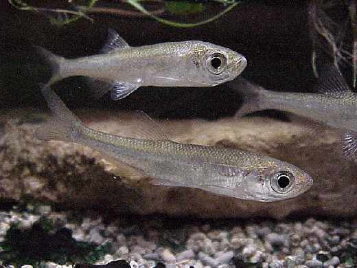 Able de Heckel Patrimoine du Morvan